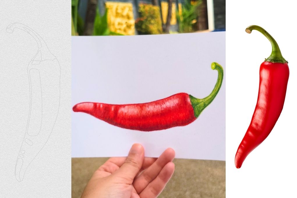 Chili Pepper – Colored Pencil Drawing Practice
