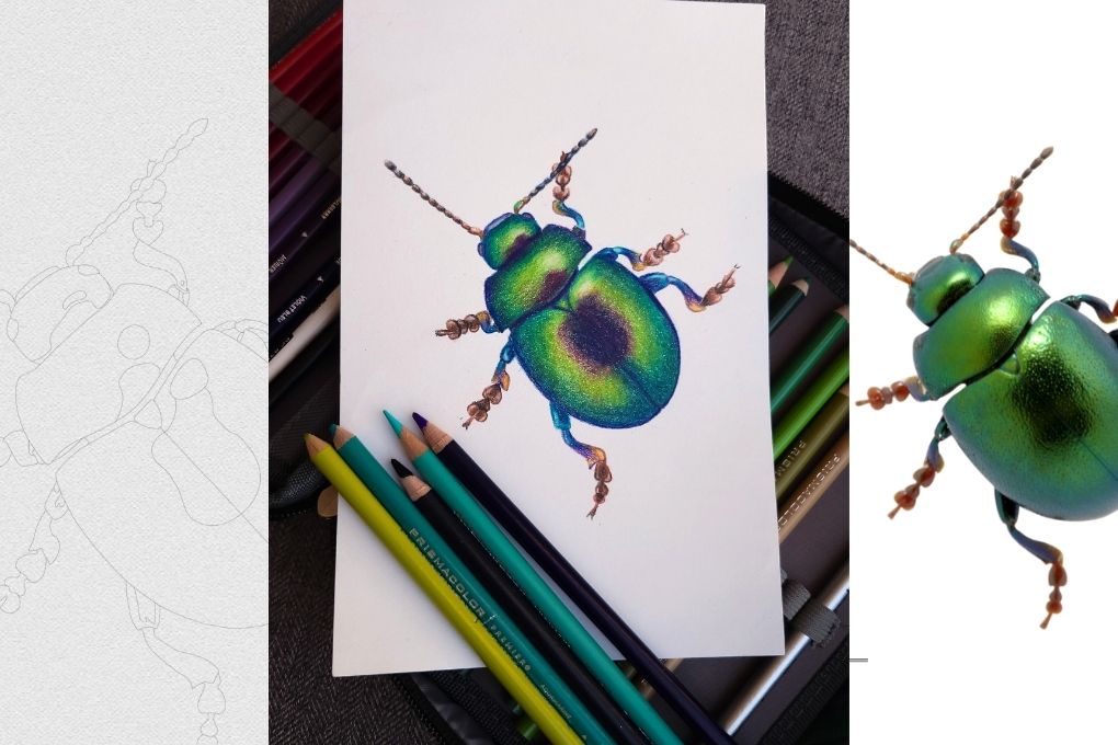 Green Beetle – Color Pencil Drawing Practice