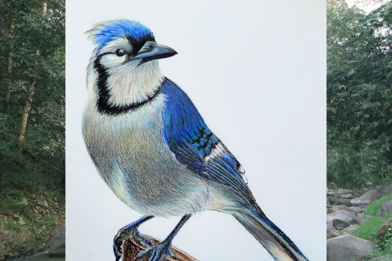 Blue Jay – Colored Pencil Practice