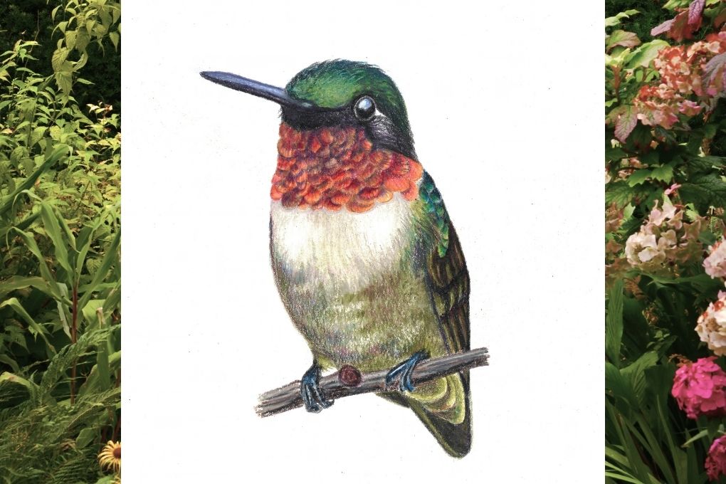 Hummingbird – Colored Pencil Practice
